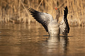 Greylag goose (Anser anser) open wings on water, Alsace, France