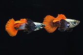 Guppy dumbo (Poecilia reticulata) males in aquarium on black background
