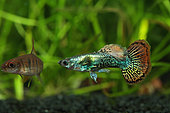 Guppy mosaïque (Poecilia reticulata) male en aquarium