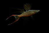 Threadfin rainbowfish (Iriatherina werneri) male displaying on black background