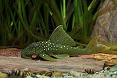 Lemon spotted Pleco (Baryancistrus demantoides) in aquarium