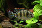 African Butterfly Cichlid (Anomalochromis thomasi) male "Nigeria" in aquarium