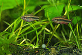 Ansorge's Neolebias (Neolebias ansorgii) male in aquarium