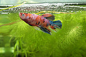 Siamese fighting fish (Betta splendens) Fighting fish guarding its fry in its bubble nest