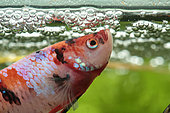 Siamese fighting fish (Betta splendens) Fighting fish guarding its fry in its bubble nest