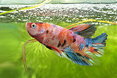 Siamese fighting fish (Betta splendens) Fighting fish guarding its fry in its bubble nest