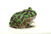 Ornate Horned Frog (Ceratophrys ornata), pepermint phase on white background