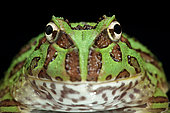 Ornate Horned Frog (Ceratophrys ornata), pepermint phase on black background