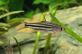 Lined barb (Striuntius lineatus) in aquarium