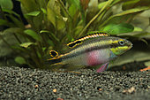 Kribensis (Pelvicachromis pulcher) coloured female in aquarium