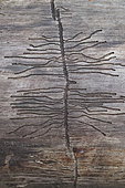 European Spruce Bark Beetle (Ips typographus) gallery on a dead tree trunk, France