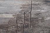 European Spruce Bark Beetle (Ips typographus) gallery on a dead tree trunk, France