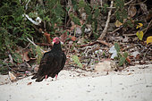 Turkey vulture (Cathartes aura) on the sand by the sea, Cuba