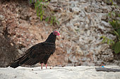 Turkey vulture (Cathartes aura) on the sand by the sea, Cuba