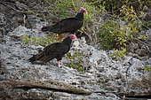 Turkey vulture (Cathartes aura) on rocks by the sea, Cuba