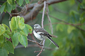 Northern Mockingbird (Mimus polyglottos) on a mangrove tree, Cuba
