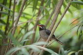 Red-legged thrush (Turdus plumbeus) on a branch, Cuba