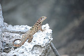 Northern curly-tailed lizard (Leiocephalus carinatus) on a rock, Cuba