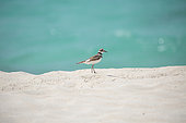 Killdeer (Charadrius vociferus) on a sandy beach, Cuba