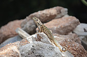 Northern curly-tailed lizard (Leiocephalus carinatus) on a rock, Cuba