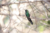 Cuban Emerald (Chlorostilbon ricordii) on a branch, Cuba