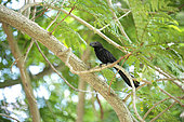 Smooth-billed Ani (Crotophaga ani) in a tree, Cuba