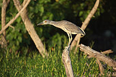 Yellow-crowned Night Heron (Nyctanassa violacea) juvenile on a dead branch, Cuba
