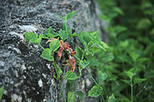 Blackback land crab (Gecarcinus lateralis) in a garden, Cuba