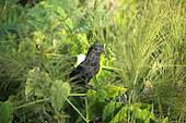 Smooth-billed Ani (Crotophaga ani) in the vegetation, Cuba