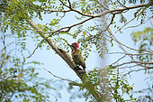 Cuban Green Woodpecker (Xiphidiopicus percussus) in a tree, Cuba