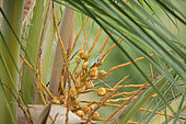 Allison's anole (Anolis allisoni) on palm tree, Cuba