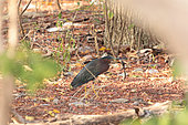 Green Heron (Butorides virescens) in undergrowth with an anolis in its beak, Cuba