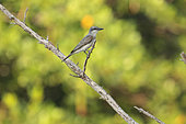 Gray kingbird (Tyrannus dominicensis) on a dead branch, Cuba
