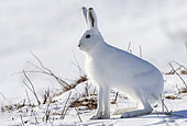 Arctic hare (Lepus arcticus), in the snow, Vadso, Varanger Fjord, Norway, Scandinavia, Europe