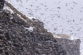 Ekkeroy protected area with important seabird colonies including a large breeding colony of black-legged kittiwakes or black-legged kittiwakes (Rissa tridactyla) on a cliff, Vadso, Varanger Fjord, Norway, Scandinavia, Europe