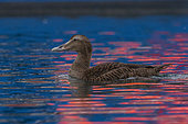 Common eider (Somateria mollissima), female, Harbour of Båtsfjord, Båtsfjord, Varanger Fjord, Norway, Scandinavia, Europe,