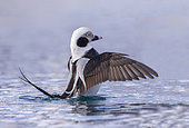 Long-tailed duck (Clangula hyemalis), commonly known in North America as Oldsquaw, male, Harbour of Båtsfjord, Båtsfjord, Norway, Scandinavia, Europe