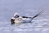 Long-tailed duck (Clangula hyemalis), commonly known in North America as Oldsquaw, male, Harbour of Båtsfjord, Båtsfjord, Norway, Scandinavia, Europe