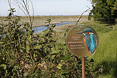 Information panel about the Kingfisher nesting in the Beauport wetland in the commune of Paimpol, Côtes-d'Armor, Brittany, France