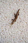 Common wall lizard (Podarcis muralis) young with tail being regenerated on the wall of a house, Joué lès Tours, Indre et Loire, Région Centre Val de Loire, France