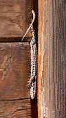 Common wall lizard (Podarcis muralis) in the doorway of a wooden garden shed, Joué-lès-Tours, Indre et Loire, Centre Val de Loire Region, France