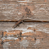 Common wall lizard (Podarcis muralis) on an old wooden hut, Joué-lès-Tours, Indre et Loire, Centre Val de Loire Region, France