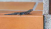 Common wall lizard (Podarcis muralis) male with regenerating tail sunning itself on the doorstep of a house, Joué-lès-Tours, Indre et Loire, Centre Val de Loire Region, France