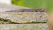 Common wall lizard (Podarcis muralis) male with regenerating tail sunning itself on a concrete rainwater collection manhole, Joué-lès-Tours, Indre-et-Loire, Centre Val de Loire Region, France