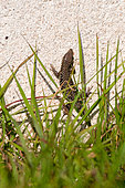 Common wall lizard (Podarcis muralis) male climbing out of the grass onto a house wall, Joué-lès-Tours, Indre et Loire, Centre Val de Loire Region, France