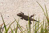 Common wall lizard (Podarcis muralis) male climbing out of the grass onto a house wall, Joué-lès-Tours, Indre et Loire, Centre Val de Loire Region, France