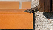 Common wall lizard (Podarcis muralis) male emerging from behind the wooden shutter of a house, Joué-lès-Tours, Indre et Loire, Centre Val de Loire Region, France