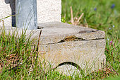 Common wall lizard (Podarcis muralis) male with regenerating tail sunning itself on a concrete rainwater collection manhole, Joué-lès-Tours, Indre-et-Loire, Centre Val de Loire Region, France