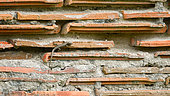 Common wall lizard (Podarcis muralis) on a red tile wall in Sologne, Ménestreau-en-Villette, Loiret, Centre Val de Loire Region, France