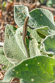 Common wall lizard (Podarcis muralis) young on a leaf of Common Mullein (Verbascum thapsus), Saint-Cyr-sur-Loire, Indre et Loire, Région Centre Val de Loire, France